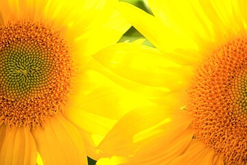 Naklejka premium Zwei strahlende Sonnenblumen mit heller Mitte