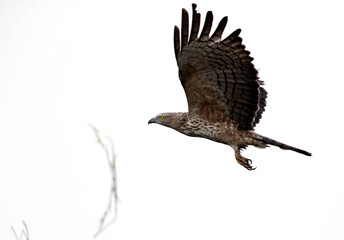 Juvenile Crested hawk-eagle in flight, Tadoba Andahari Tiger Reserve, India