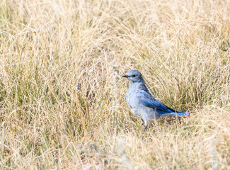 Mountain Bluebirds on the Mountain