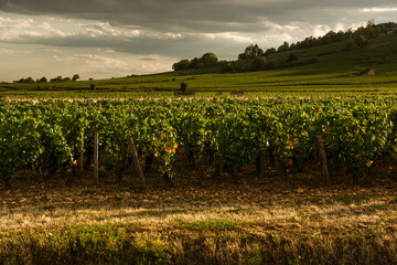 Lines of vine plant, Beaune, France 