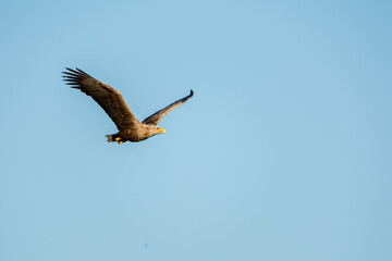 Seeadler