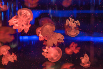 jellyfish in the water