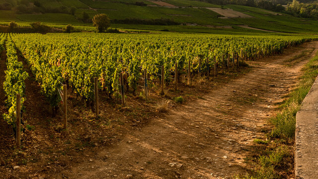 Lines Of Vine Plant, Beaune, France 