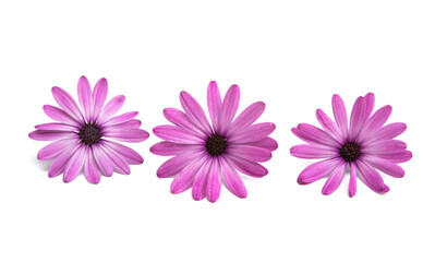 Obraz na płótnie Canvas Pink Osteospermum Daisy or Cape Daisy Flower Flower
