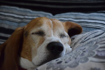 Mascota, perro, durmiendo en el sofá