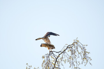 Turmfalke 
