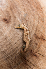 seahorse on a wooden log