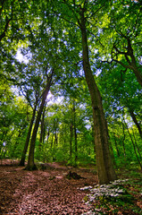 Forest with green trees and sunshine in August