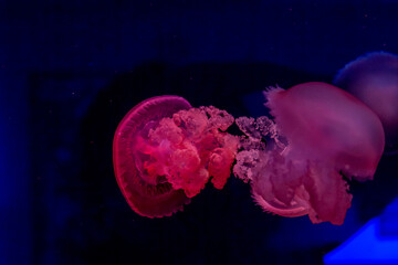 jellyfish in the water