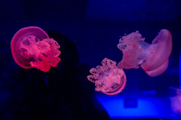 jellyfish in blue