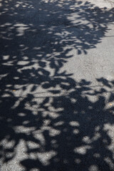 tree shadows on a road