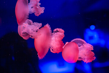 jellyfish in the water