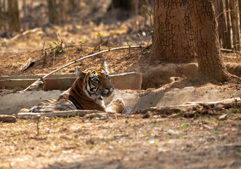 Naklejka na ściany i meble Tigress Sonam relaxing in a water hole, Tadoba Andhari Tiger Reserve, India