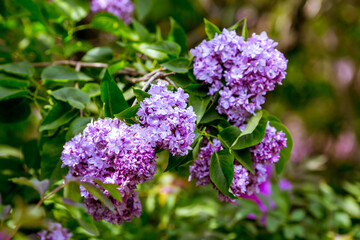 lilac flowers on a green background