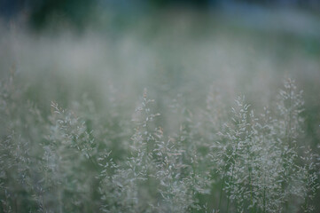 PANICUM VIRGATUM. a field of tall grass with fluffy spikelets