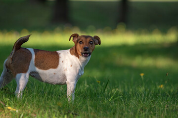 Young jack russell terrier playing on the grass in the park.