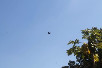 Brazilian Tucano bird flying high in the sky.