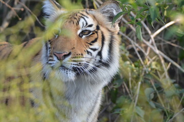 Obraz premium siberian tiger cub