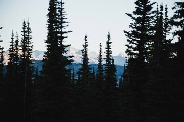 Mountains and Trees