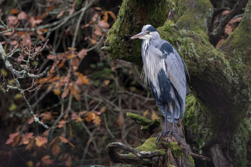 heron sitting on branch of tree