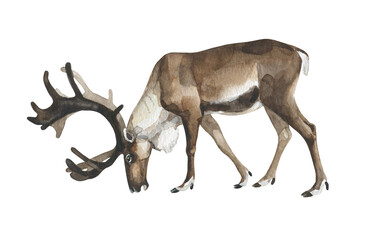 Watercolor grazing reindeer on a white background © Olga F
