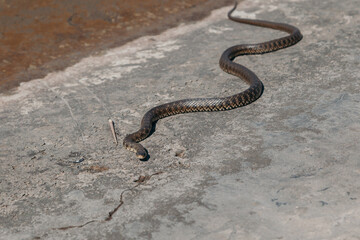 Big snake creeps on concrete