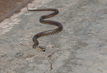 Big snake creeps on concrete