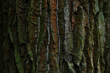 Bark of an old oak tree close up, texture, dark background.