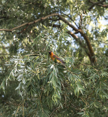 Cedar Waxwing bird in the trees