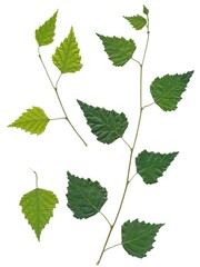 green leaves of birch tree isolated close up