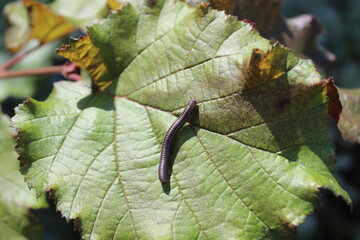 Tausendfüßer auf einem Blatt im Wald	