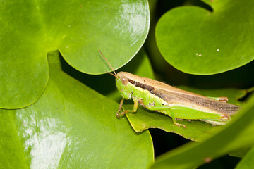 Chinese rice grasshopper