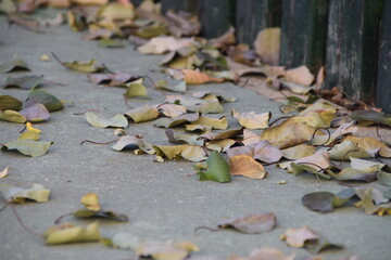 Hojas de otoño en el suelo