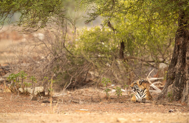 Tigress Choti Tara cub sitting under a tree, Tadoba Andhari Tiger Reserve, India