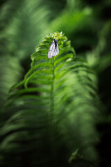Obraz premium Fern leaf with a butterfly sitting on it in the sunlight. Summer forest landscape with sun glare.