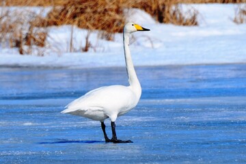 Whooper swan (Cygnus cygnus) stands in early spring on a frozen lake. A waterfowl from the duck family.