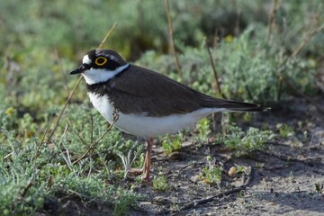 Mályy zuyok ili malyy galstuchnik (Charadrius dubius) nebol'shaya ptitsa krupneye vorob'ya, obitayushchaya na peschanykh poberezh'yakh rek i ozor,  perelotnaya ptitsa.