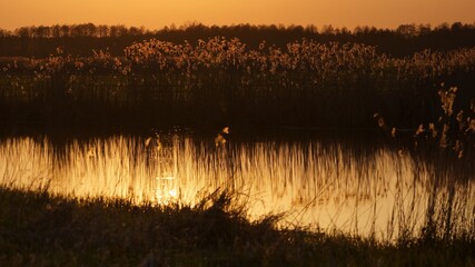 April in the Biebrza valley, spring evening on the river, reeds