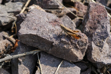 A common field grasshopper on a rock