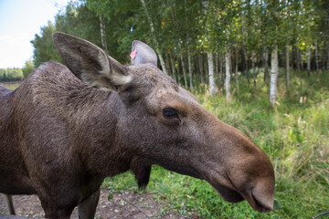 Naklejka na ściany i meble Closeup portrait of funny curious head of a moose or Eurasian elk with big brown eyes and nose