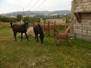 Fototapeta premium A small donkey, a donkey and young horses.