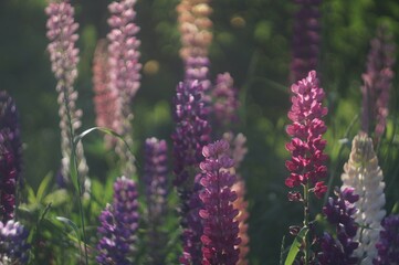 Blooming delphinium. Bright sunlight. Fine-grained texture. In green and lilac tones. The background is blurred and swirled.