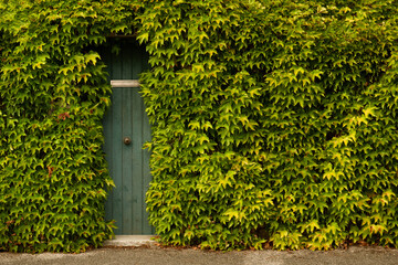 A green door with leaves growing all around it 