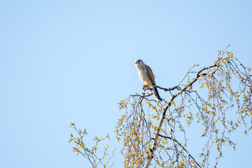 Turmfalke 