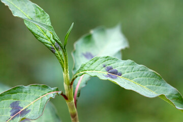 closeup of wild green plants, has medicinal value, north China