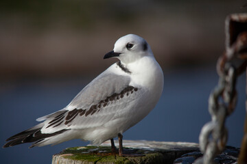 The black-legged kittiwake (Rissa tridactyla) is a seabird species in the gull family Laridae.