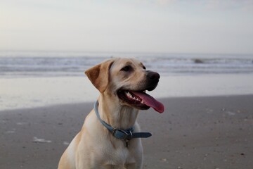 Beach Labrador Retriever