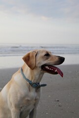 Beach Labrador Retriever