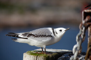 The black-legged kittiwake (Rissa tridactyla) is a seabird species in the gull family Laridae.