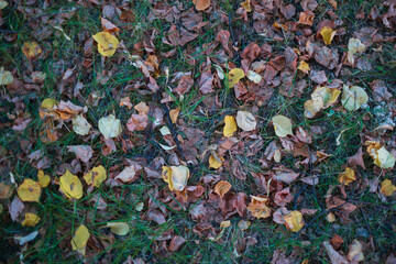  autumn foliage lies on the grass